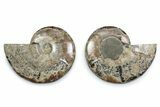 Cut & Polished Ammonite Fossil - Madagascar #377552-1